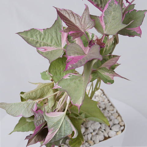Sweet Potato Vine