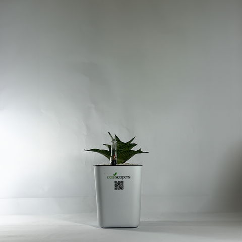 Snake Plant Bird’s Nest (Sansevieria Hahnii)