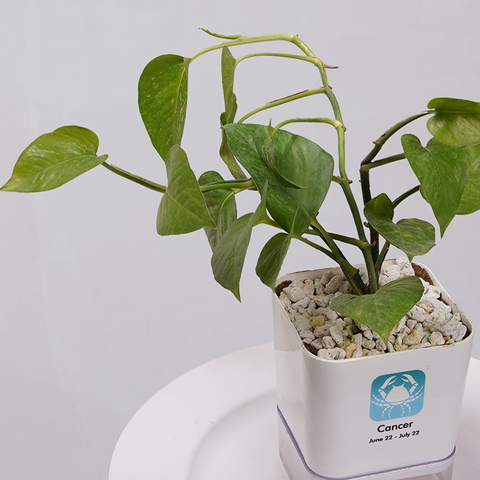 Money Plant Golden