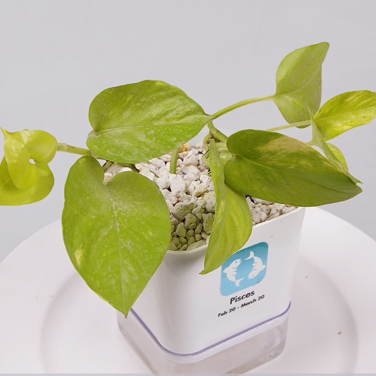 Money Plant Neon