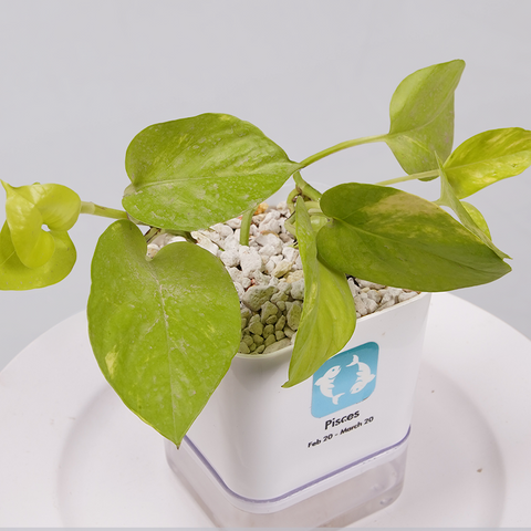 Money Plant Neon