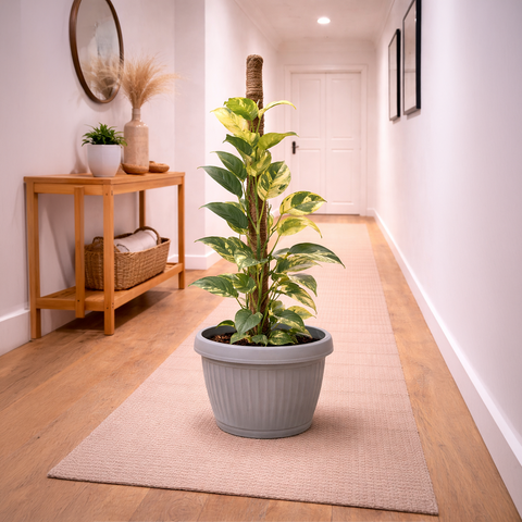 Money Plant Marble Queen in Roma Planter