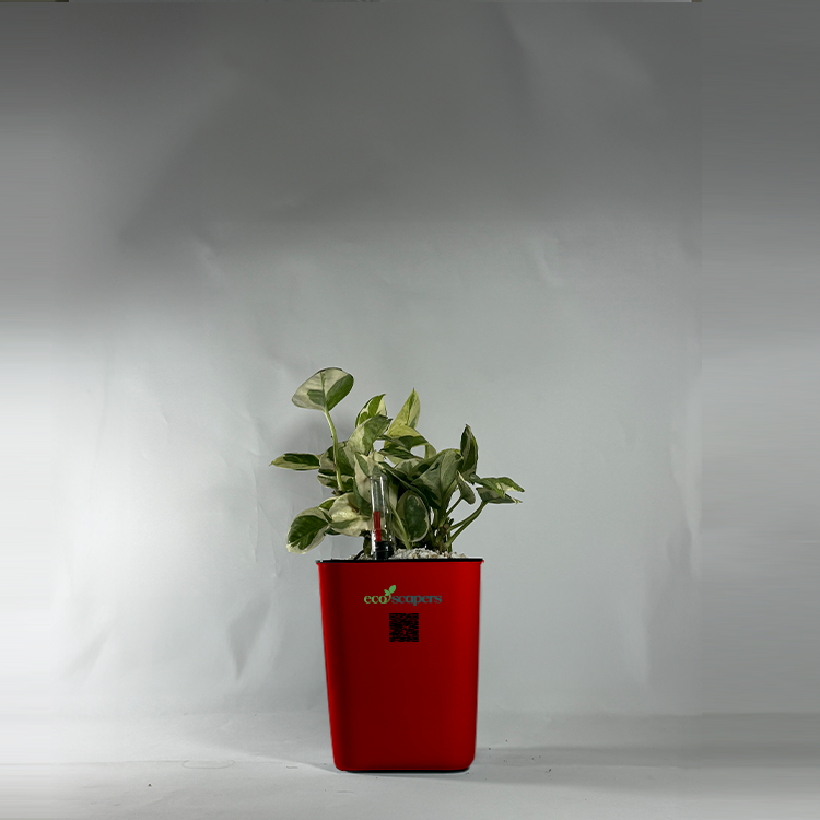 Shefflera (Umbrella Plant)