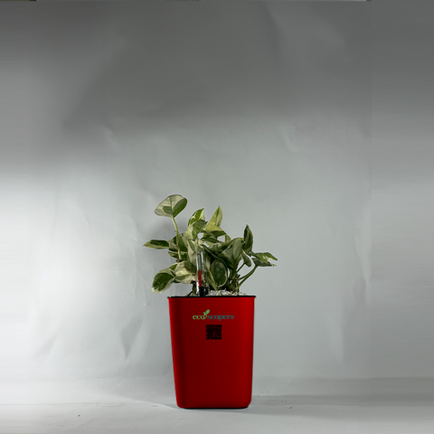 Shefflera (Umbrella Plant)