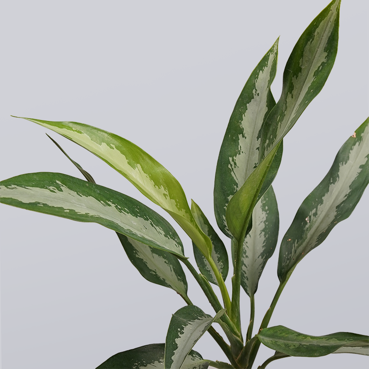 Aglaonema Chinese Evergreen