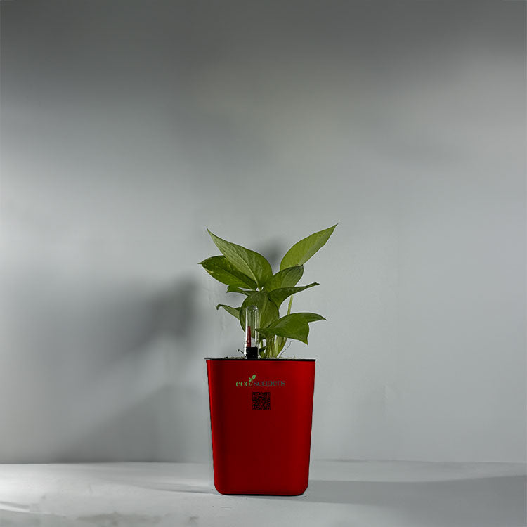Money Plant Green (Pothos, Epipremnum aureum)