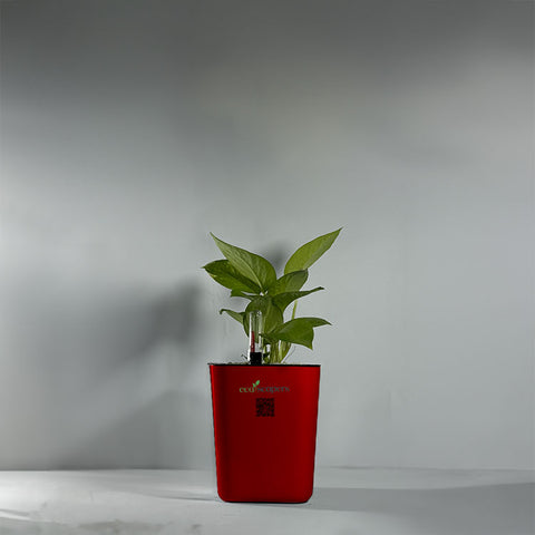 Money Plant Green (Pothos, Epipremnum aureum)