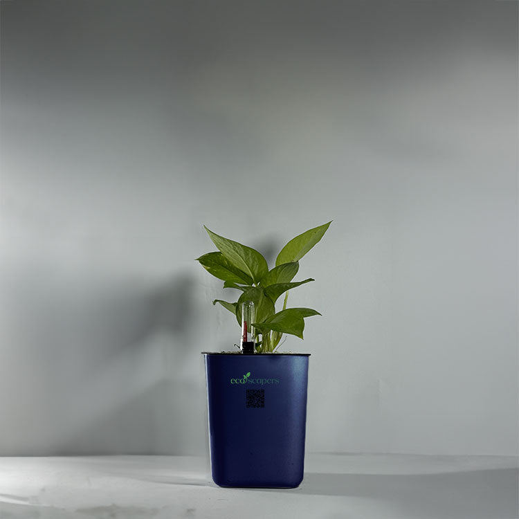 Money Plant Green (Pothos, Epipremnum aureum)