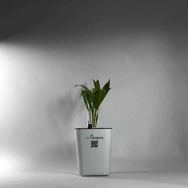 Coconut Palm Seedling