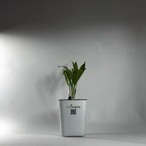 Coconut Palm Seedling