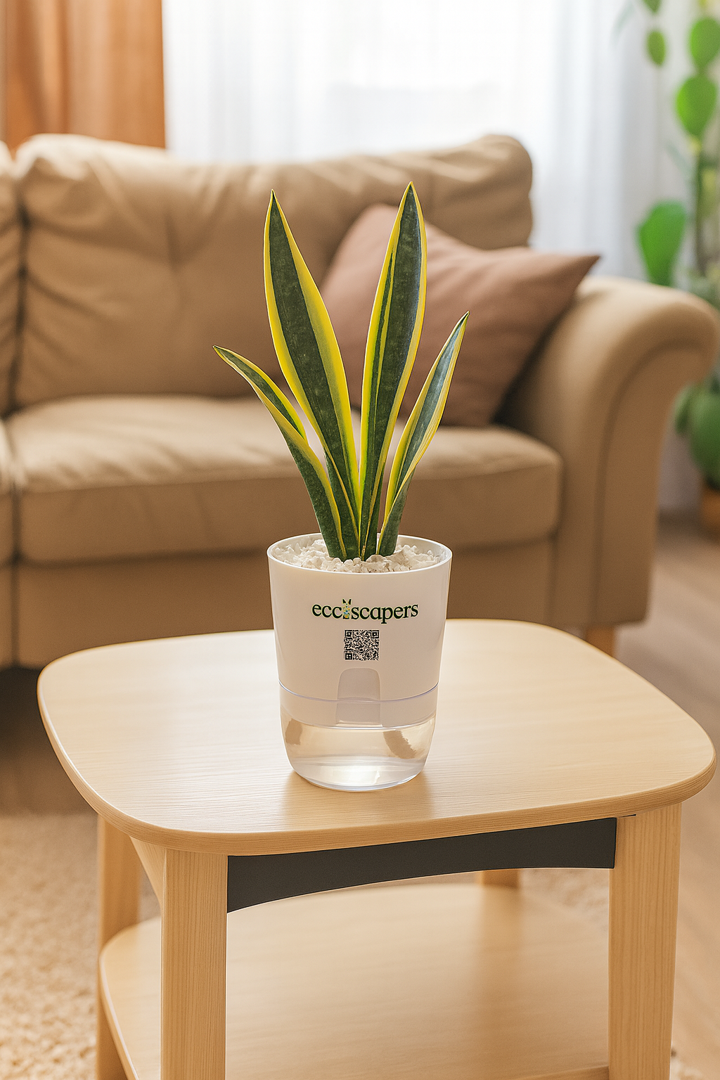 Snake Plant Dwarf Thai
