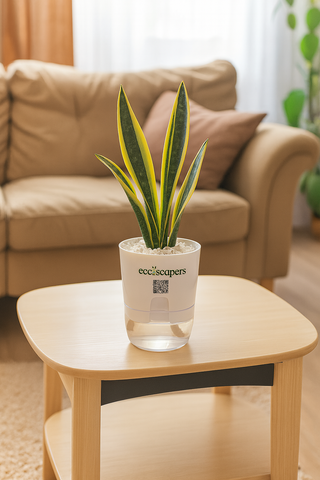 Snake Plant Dwarf Thai