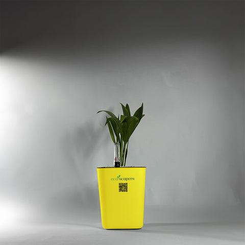 Coconut Palm Seedling
