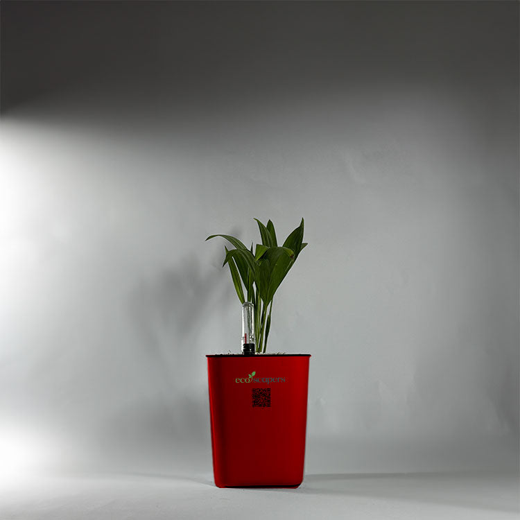 Coconut Palm Seedling