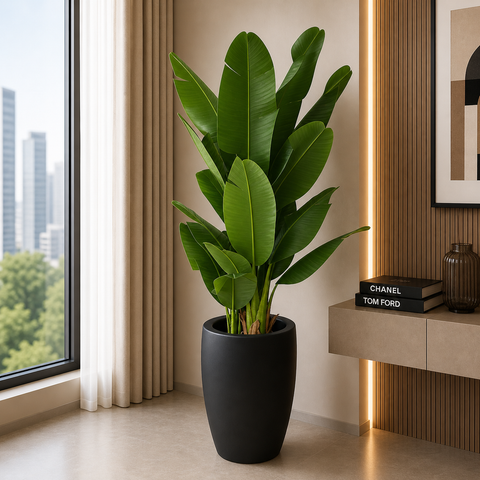 Bambo Banana Plant With Planter
