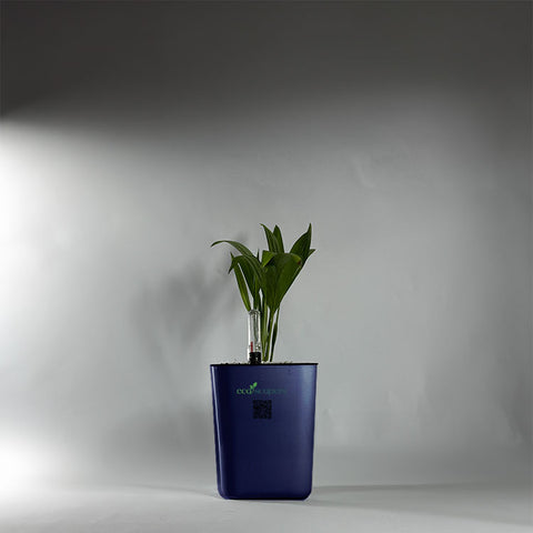 Coconut Palm Seedling