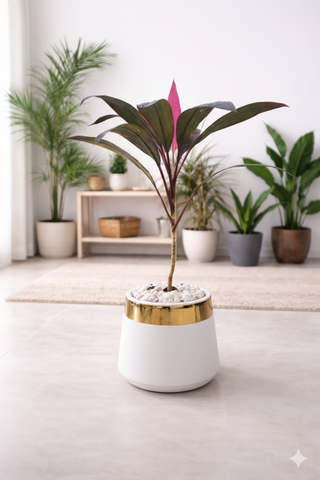 Cordyline Fruticosa With Luxe Planter