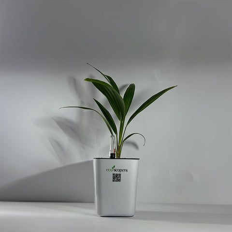 China Palm