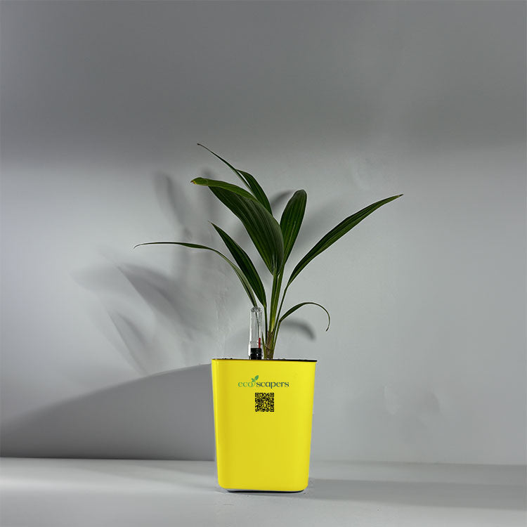China Palm