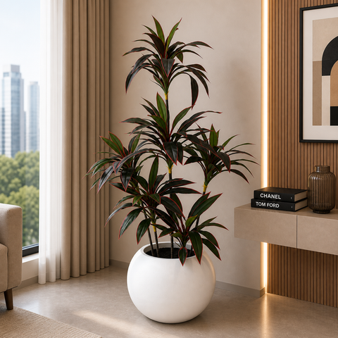 Red Dracaena Reflexa Plant With Planter