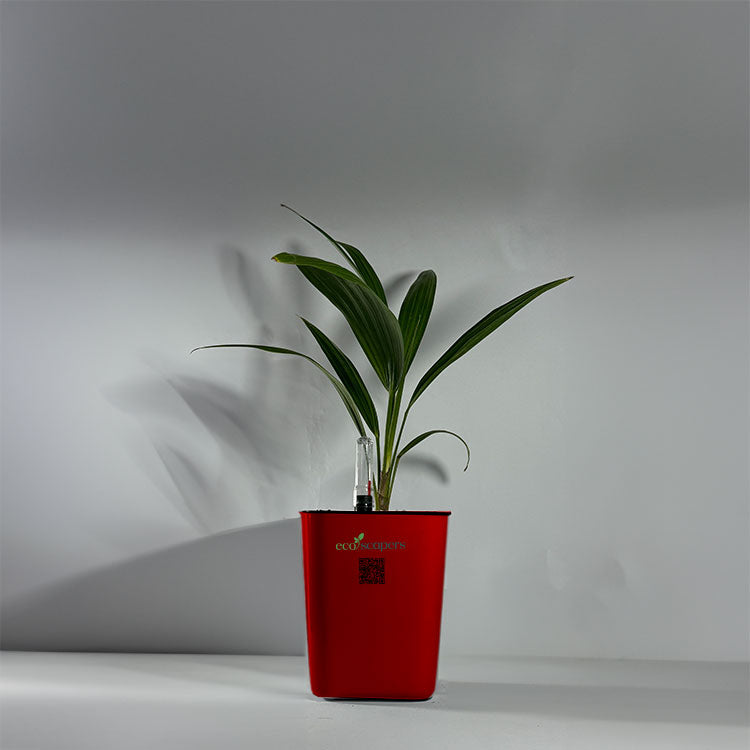 China Palm