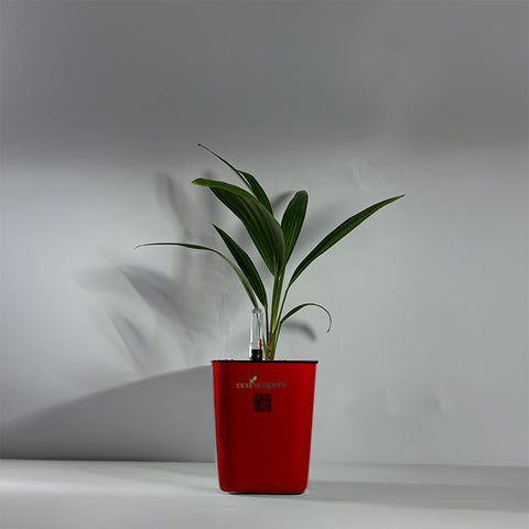 China Palm