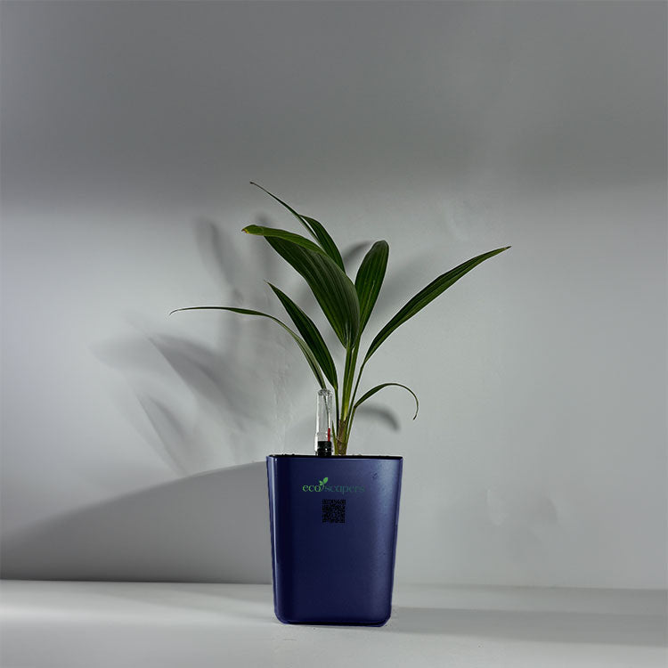 China Palm