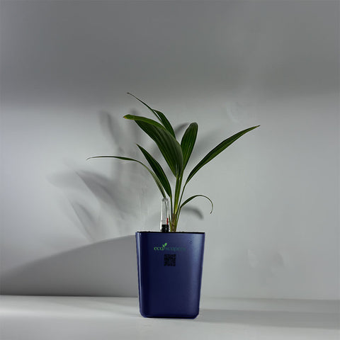 China Palm
