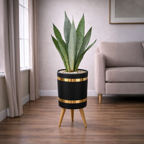 Sansevieria Snake Moonlight