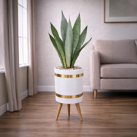 Sansevieria Snake Moonlight