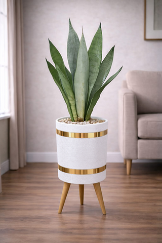 Snake Sansevieria Moonlight – Luxury Stand Planter Combo
