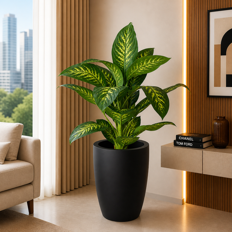 Dieffenbachia Plant With Planter