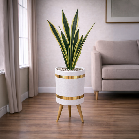 Snake Sansevieria Trifasciata Green & Yellow