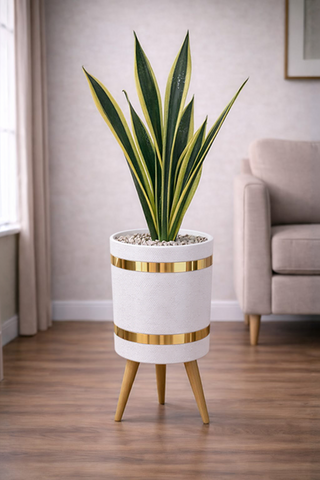 Snake Sansevieria Trifasciata – Green & Yellow