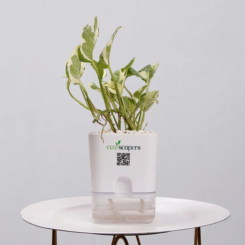 Money Plant nJoy