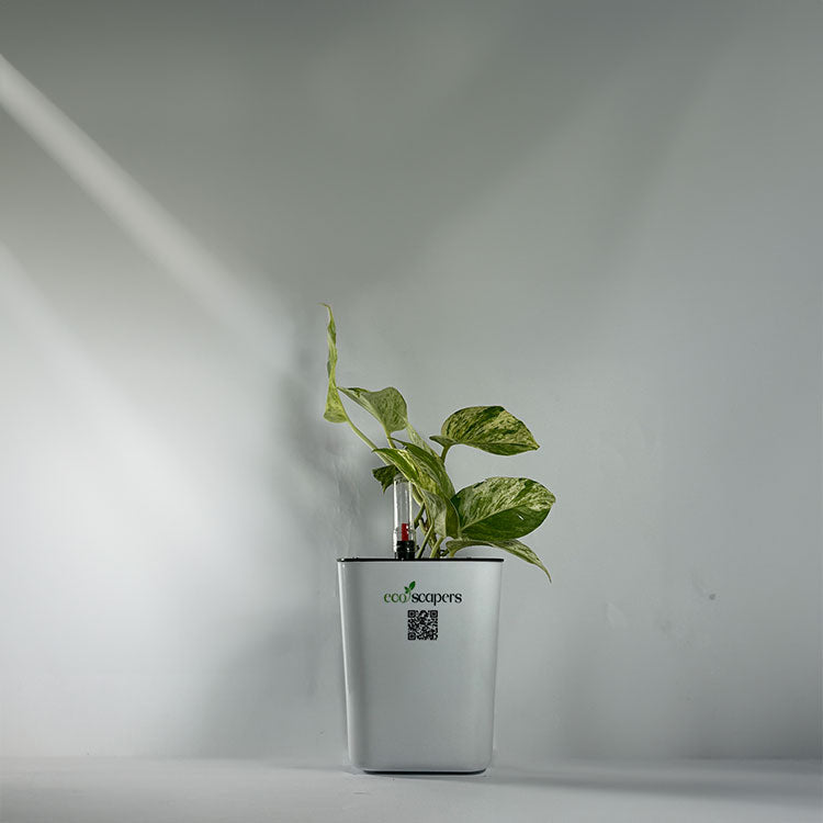 Money Plant Marble Queen