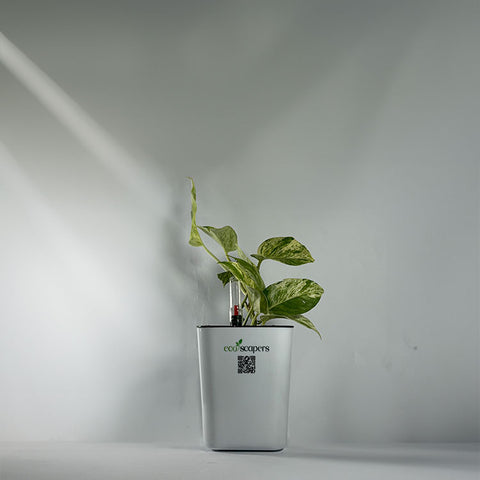 Money Plant Marble Queen