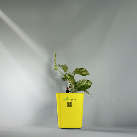 Money Plant Marble Queen