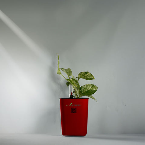Money Plant Marble Queen