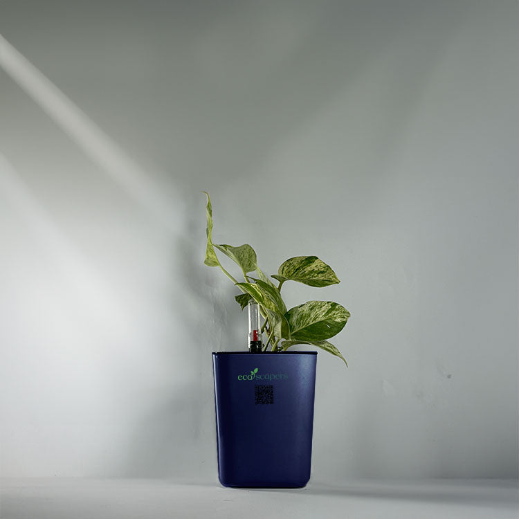 Money Plant Marble Queen