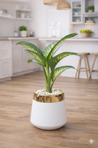 Dieffenbachia Dumb Cane With Luxe Planter