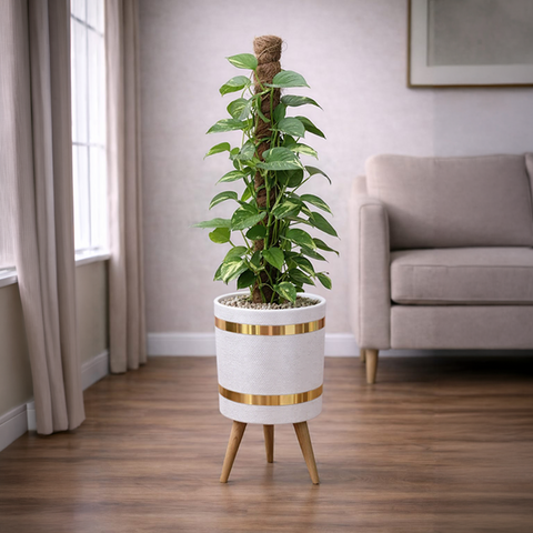 Money Plant
