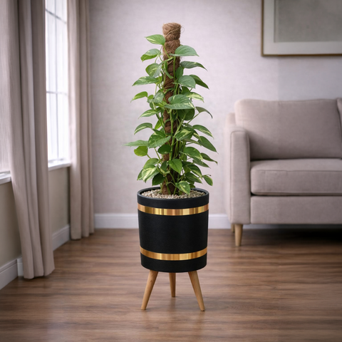 Money Plant
