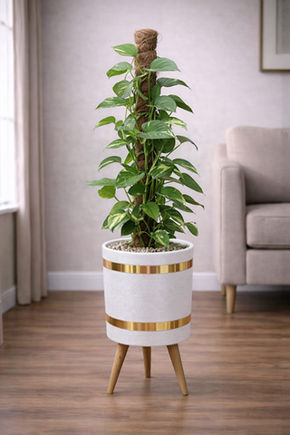 Money Plant