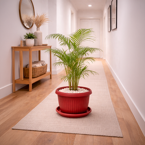 Areca Palm in Roma Planter