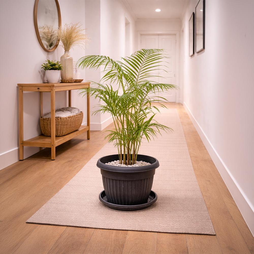Areca Palm in Roma Planter