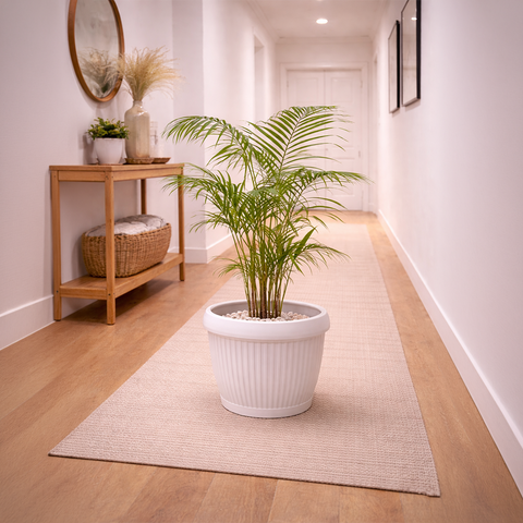 Areca Palm in Roma Planter