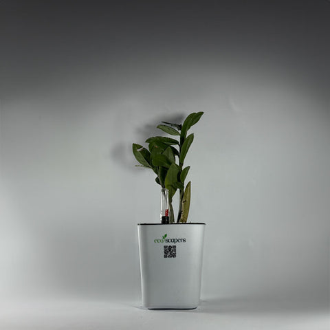 ZZ Plant (Zamioculcas zamiifolia)