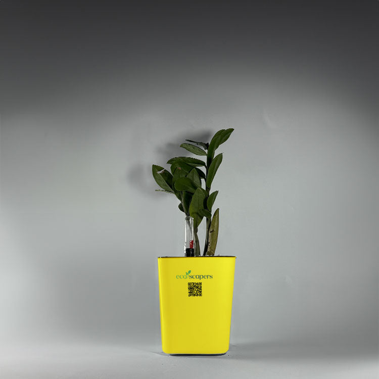 ZZ Plant (Zamioculcas zamiifolia)