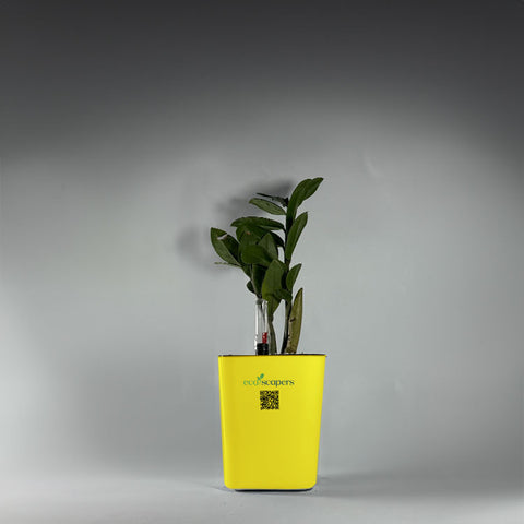 ZZ Plant (Zamioculcas zamiifolia)